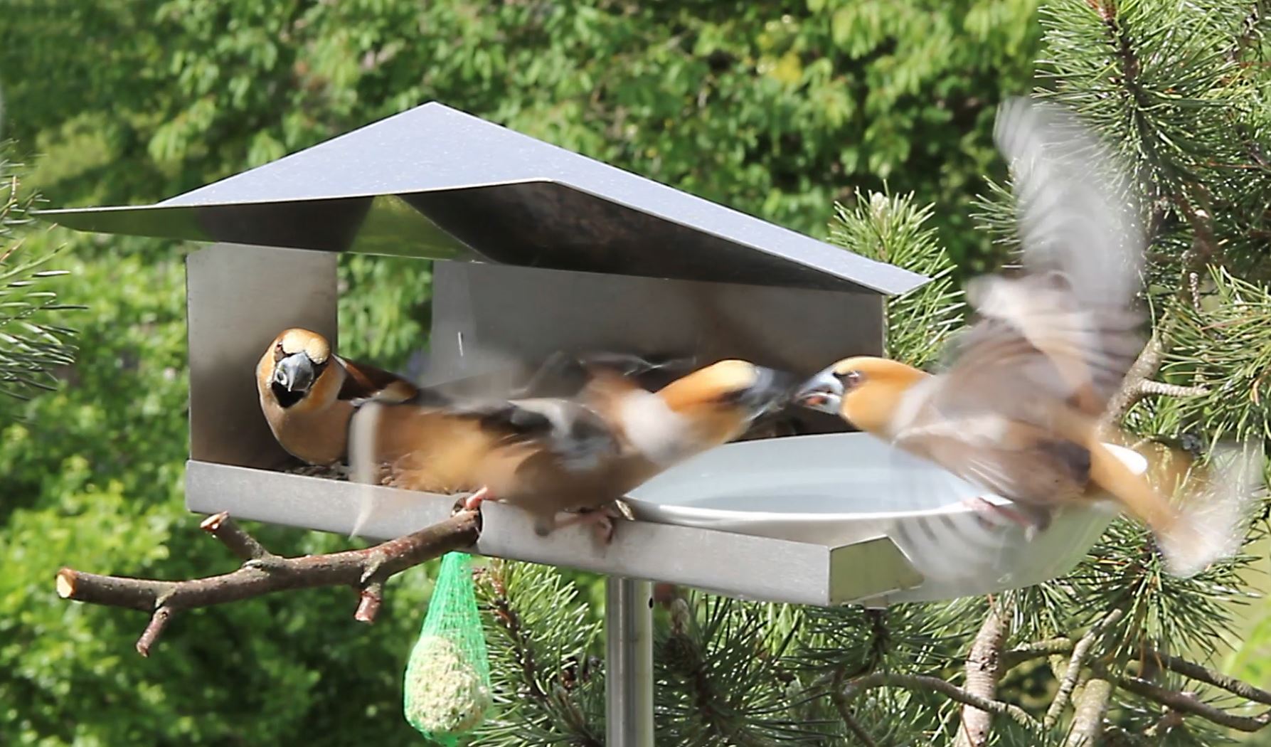 Birdhouses, birdbaths, garden and home accessories - all in
